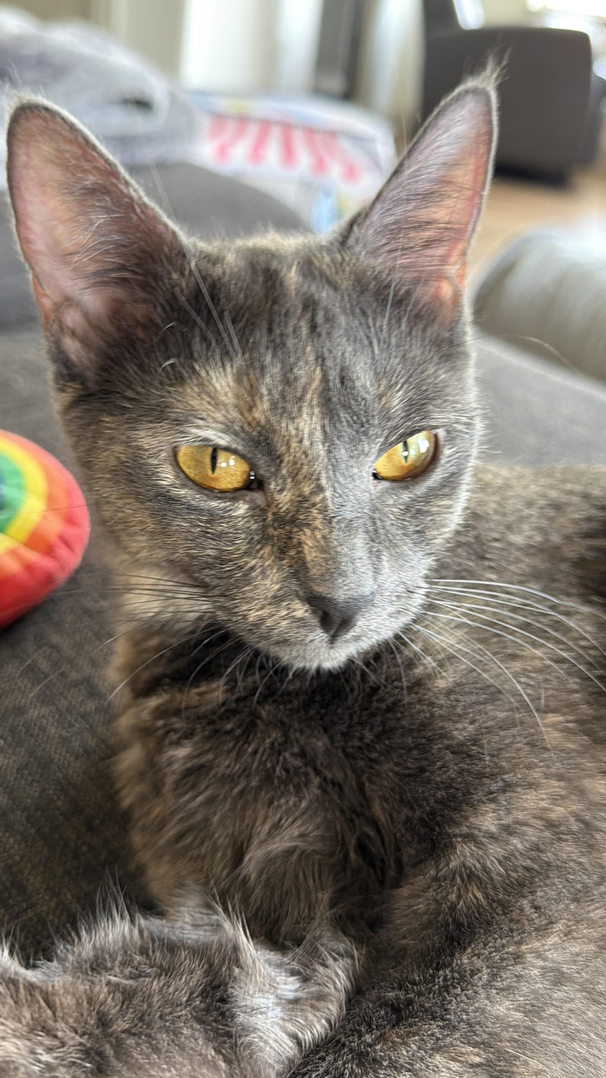 Enlarge Clarabelle, a Adoptable Domestic Short Hair in Kamloops, BC image 2/6