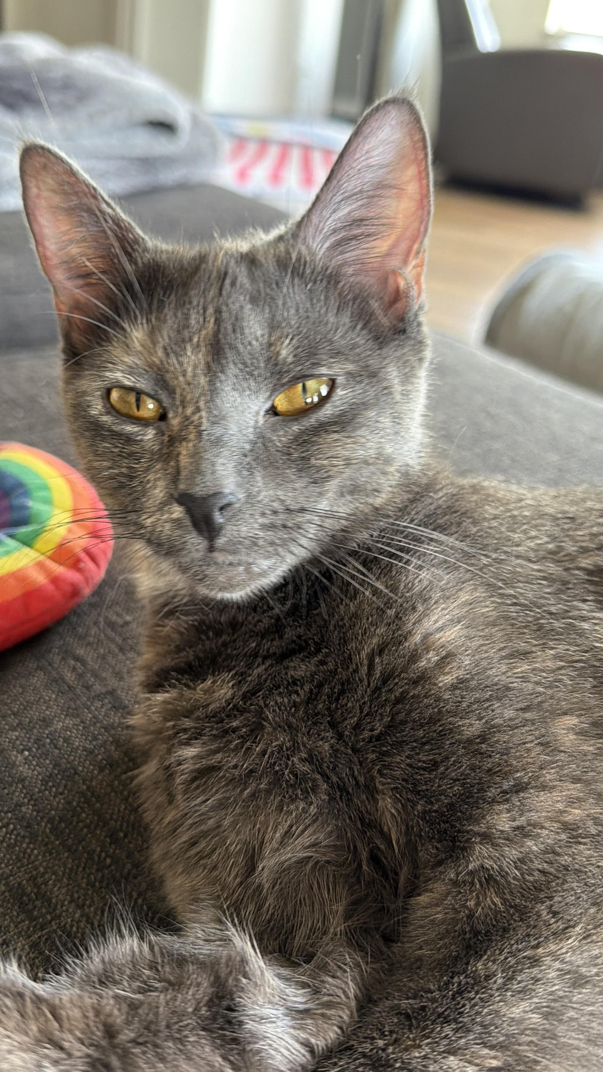 Enlarge Clarabelle, a Adoptable Domestic Short Hair in Kamloops, BC image 3/6