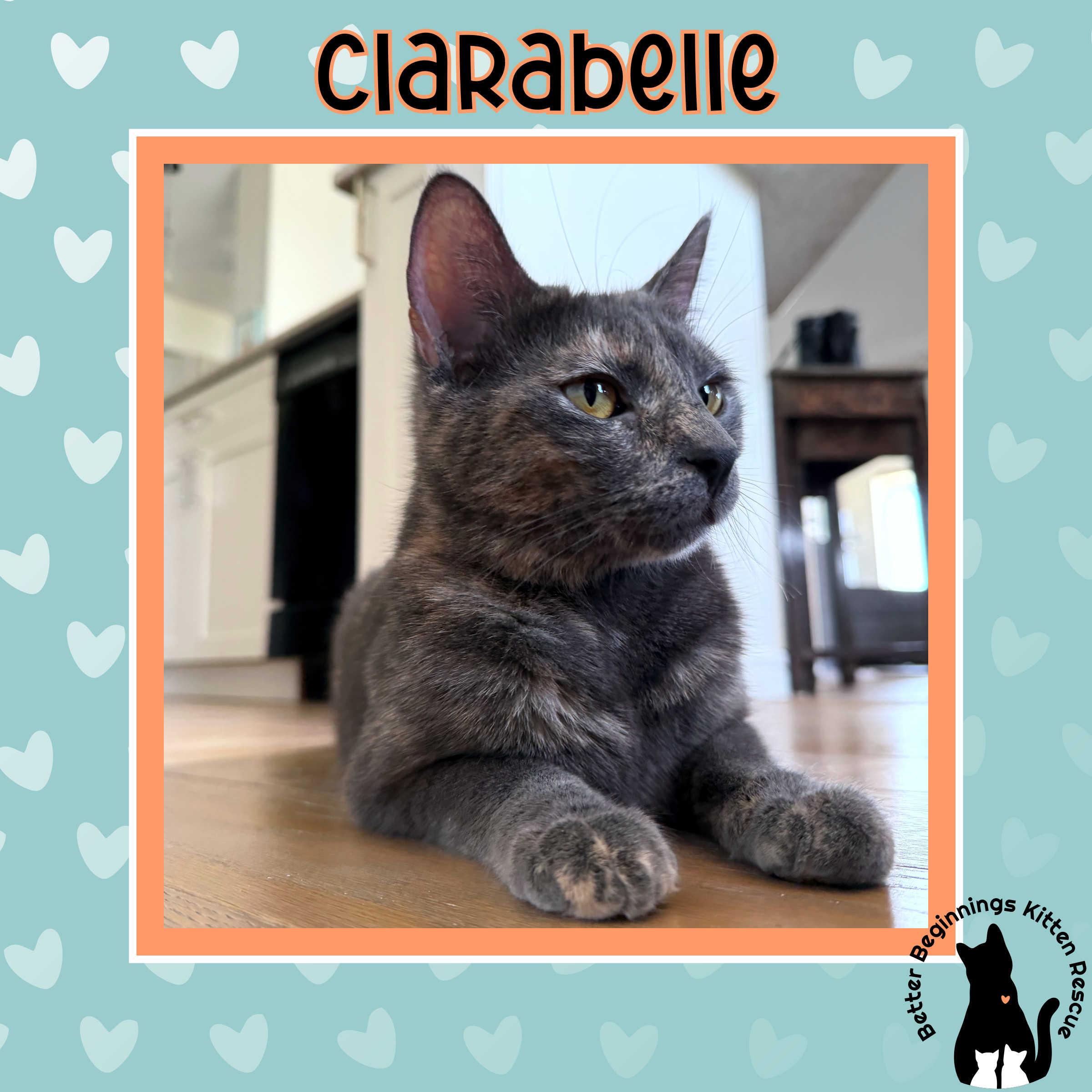 Enlarge Clarabelle, a Adoptable Domestic Short Hair in Kamloops, BC image 4/6