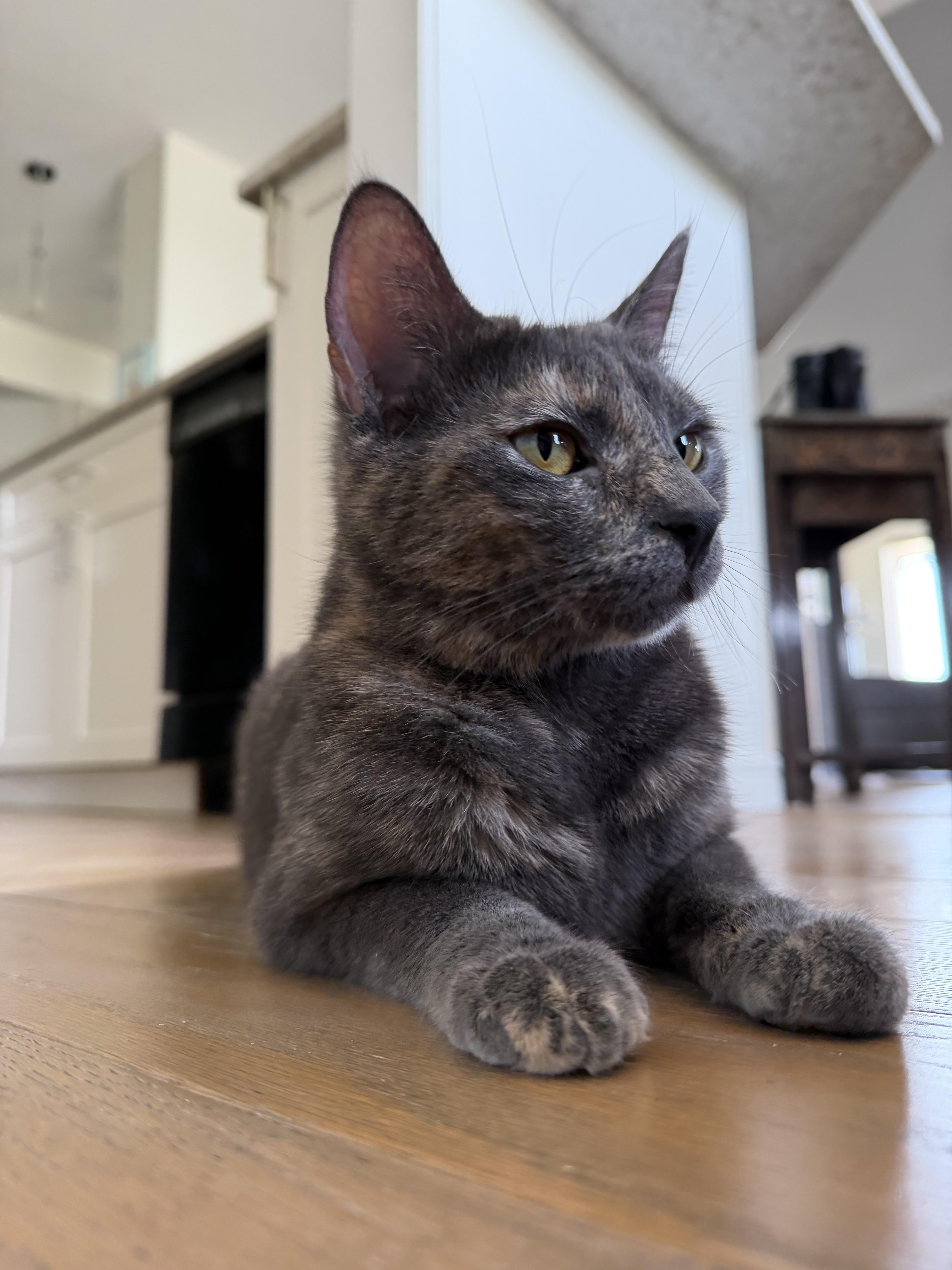 Enlarge Clarabelle, a Adoptable Domestic Short Hair in Kamloops, BC image 5/6