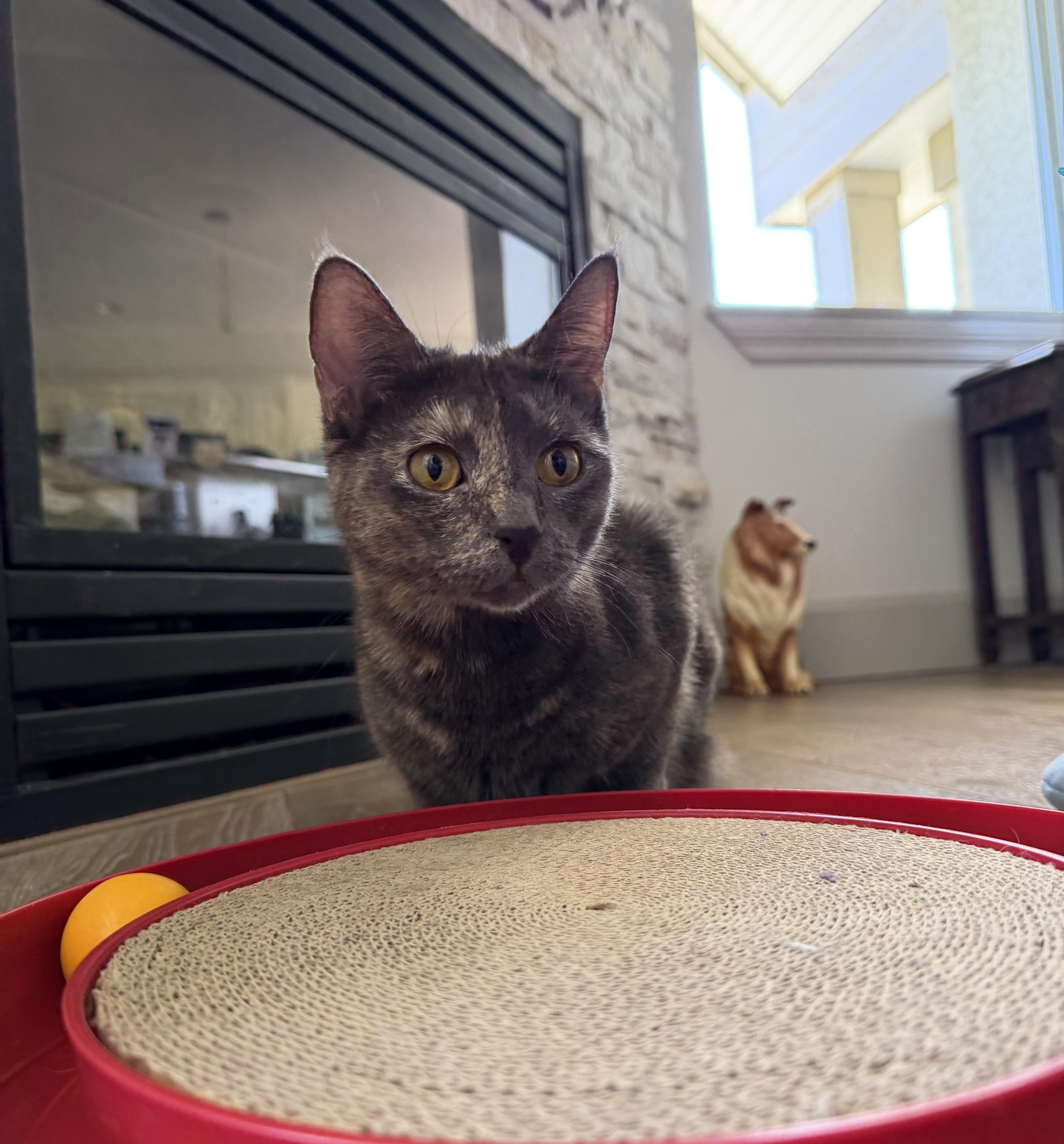 Enlarge Clarabelle, a Adoptable Domestic Short Hair in Kamloops, BC image 6/6