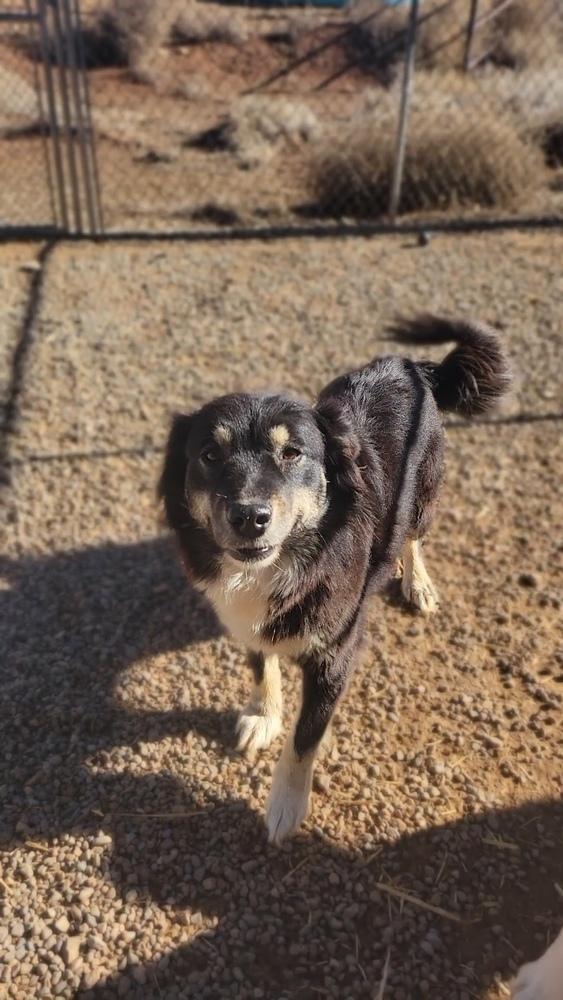 Blackie, Adoptable, Young Female Border Collie & Australian Shepherd.