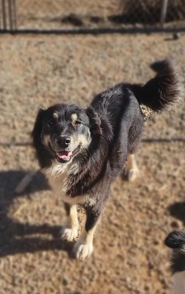 Enlarge Blackie, a Adoptable mixed breed in Cortez, CO image 2/5