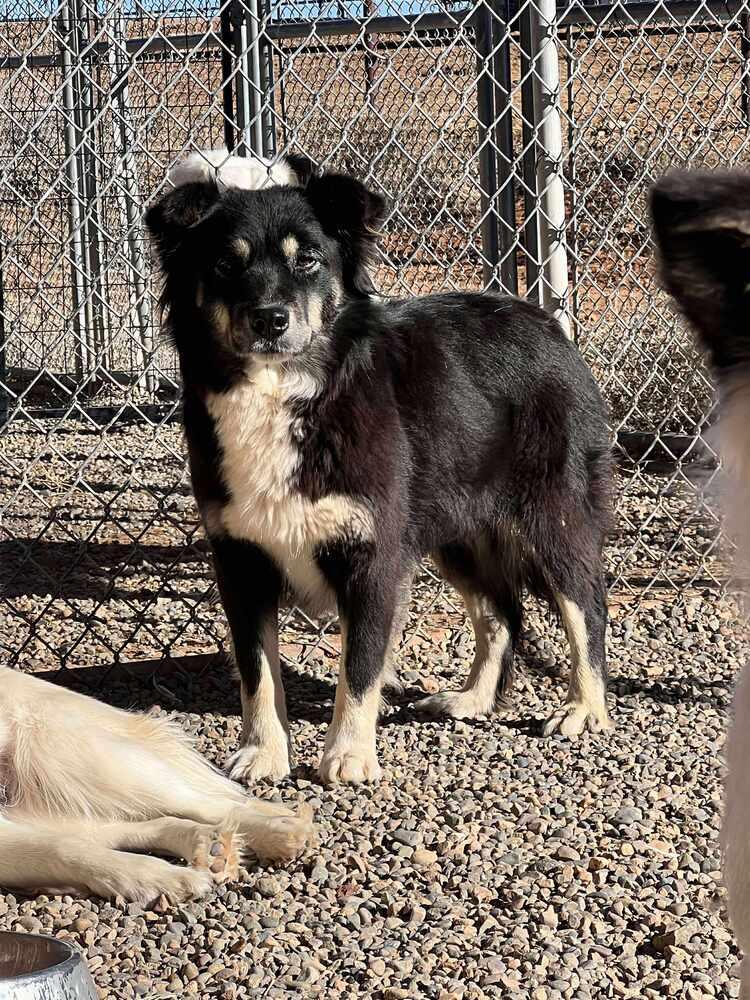 Enlarge Blackie, a Adoptable mixed breed in Cortez, CO image 2/2