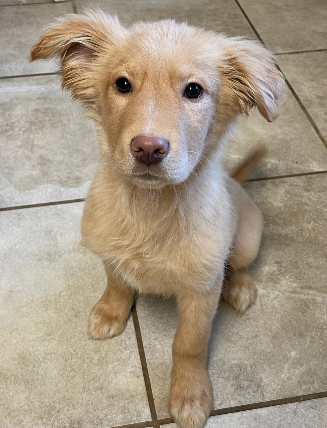 Ritz, adopted, Puppy Male Yellow Labrador Retriever & Husky.