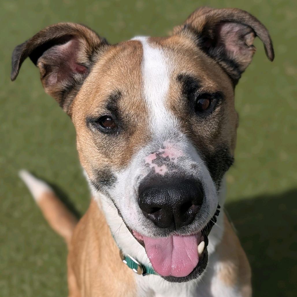 Doyle, Adoptable, Senior Male American Staffordshire Terrier.