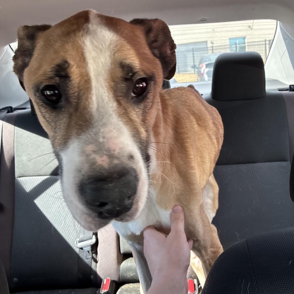 Enlarge Doyle, a Adoptable American Staffordshire Terrier in Greensboro, NC image 2/6