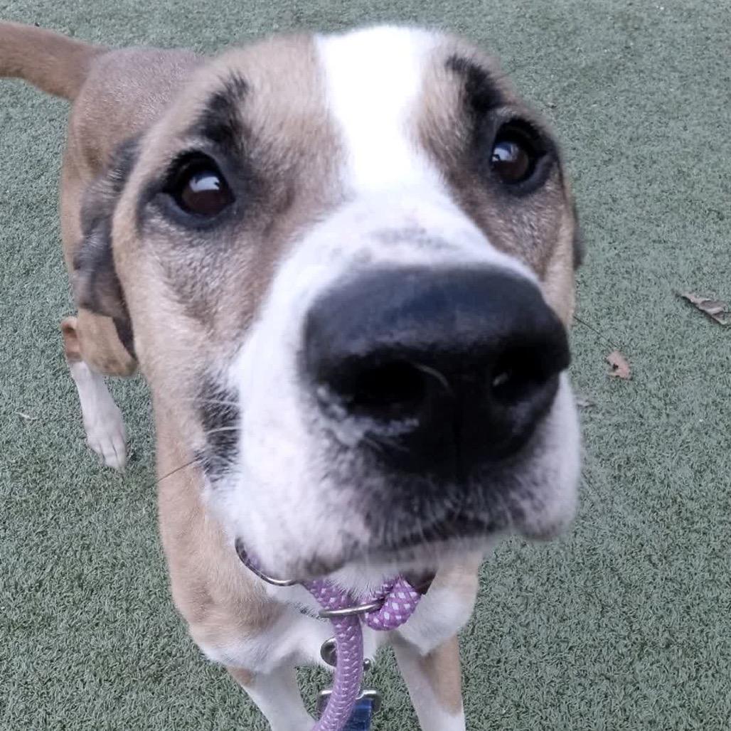 Enlarge Doyle, a Adoptable American Staffordshire Terrier in Greensboro, NC image 3/6