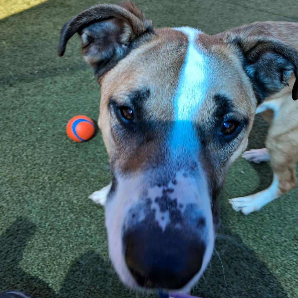 Enlarge Doyle, a Adoptable American Staffordshire Terrier in Greensboro, NC image 4/6