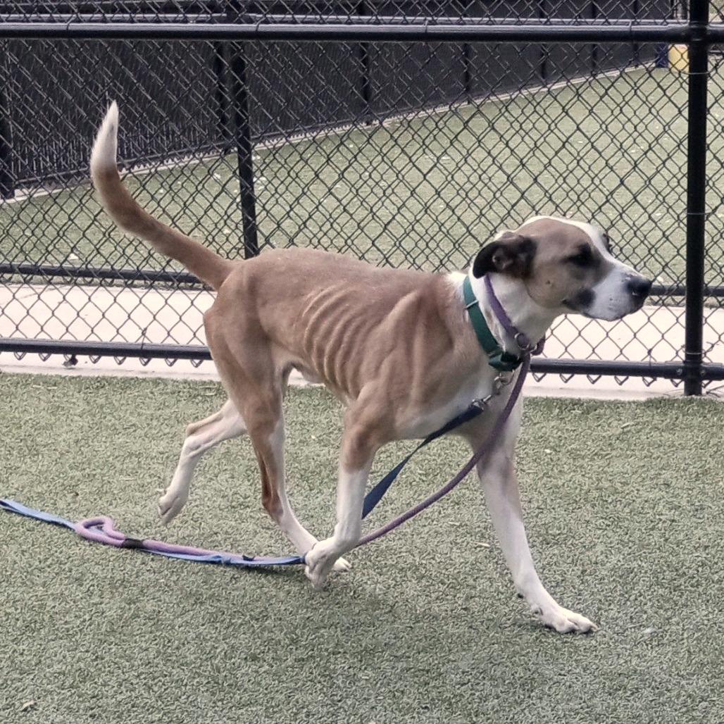 Enlarge Doyle, a Adoptable American Staffordshire Terrier in Greensboro, NC image 5/6