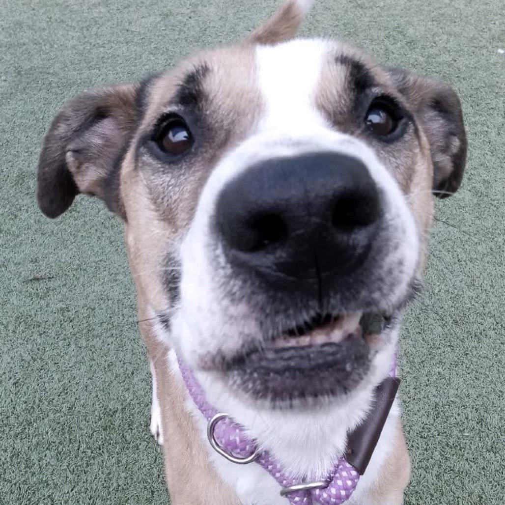 Enlarge Doyle, a Adoptable American Staffordshire Terrier in Greensboro, NC image 6/6