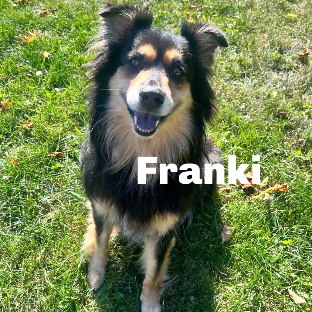 Franki 260762, Adoptable, Adult Female Australian Shepherd & Mixed Breed.