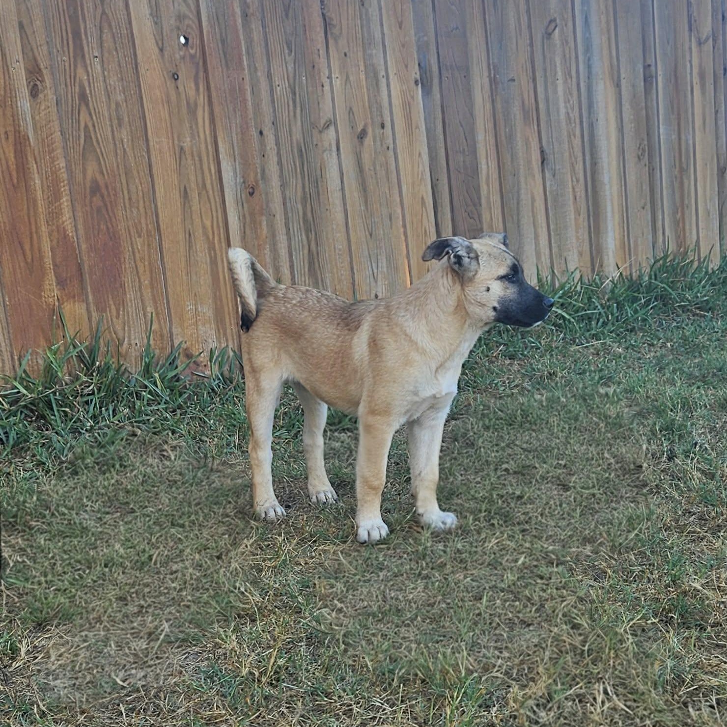 Violet — thumbnail 2