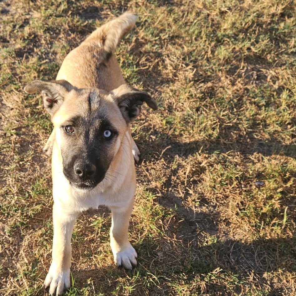 Violet — thumbnail 5