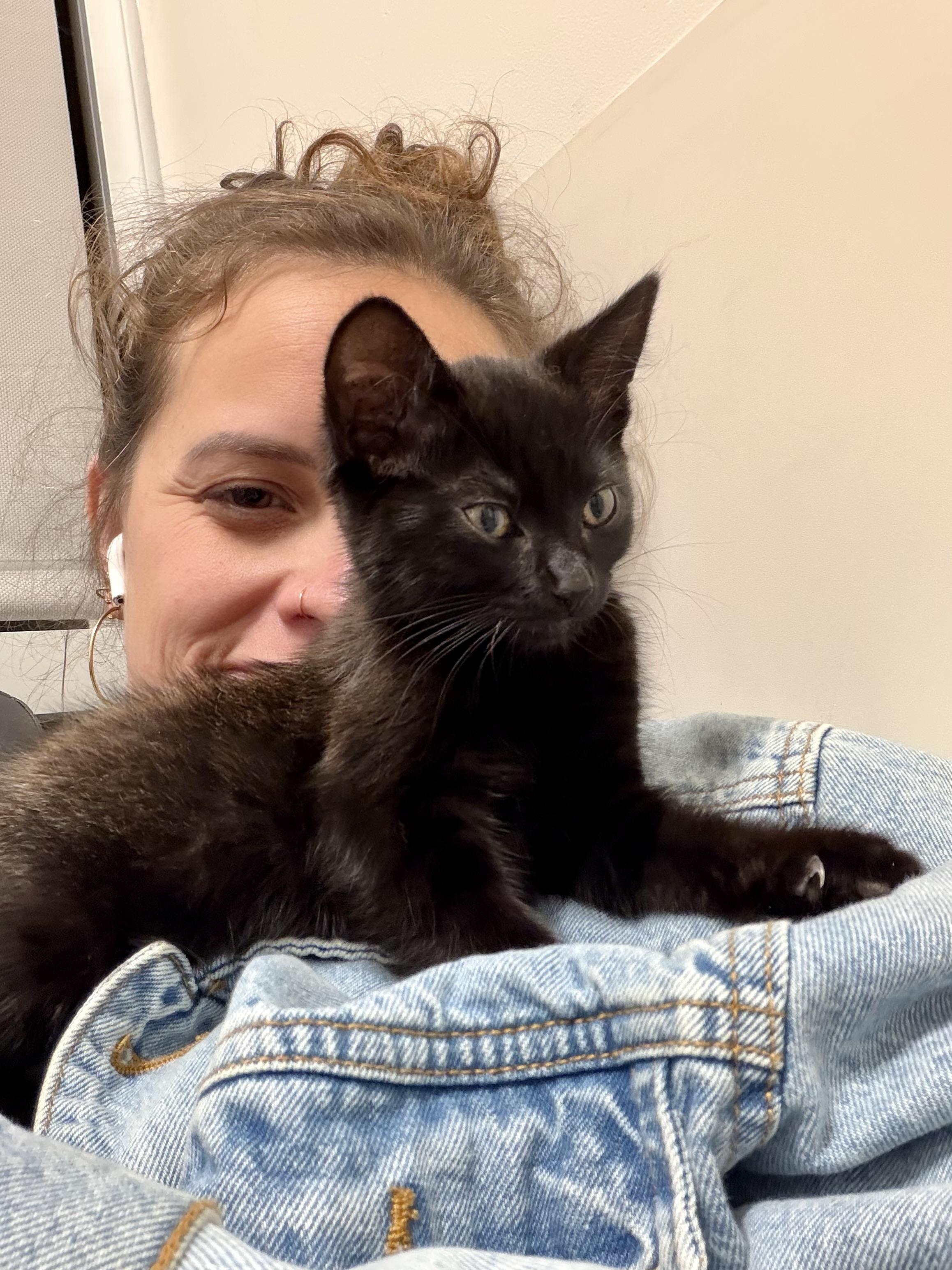 Enlarge Mystery, a Adopted Domestic Short Hair in Gilroy, CA image 1/1