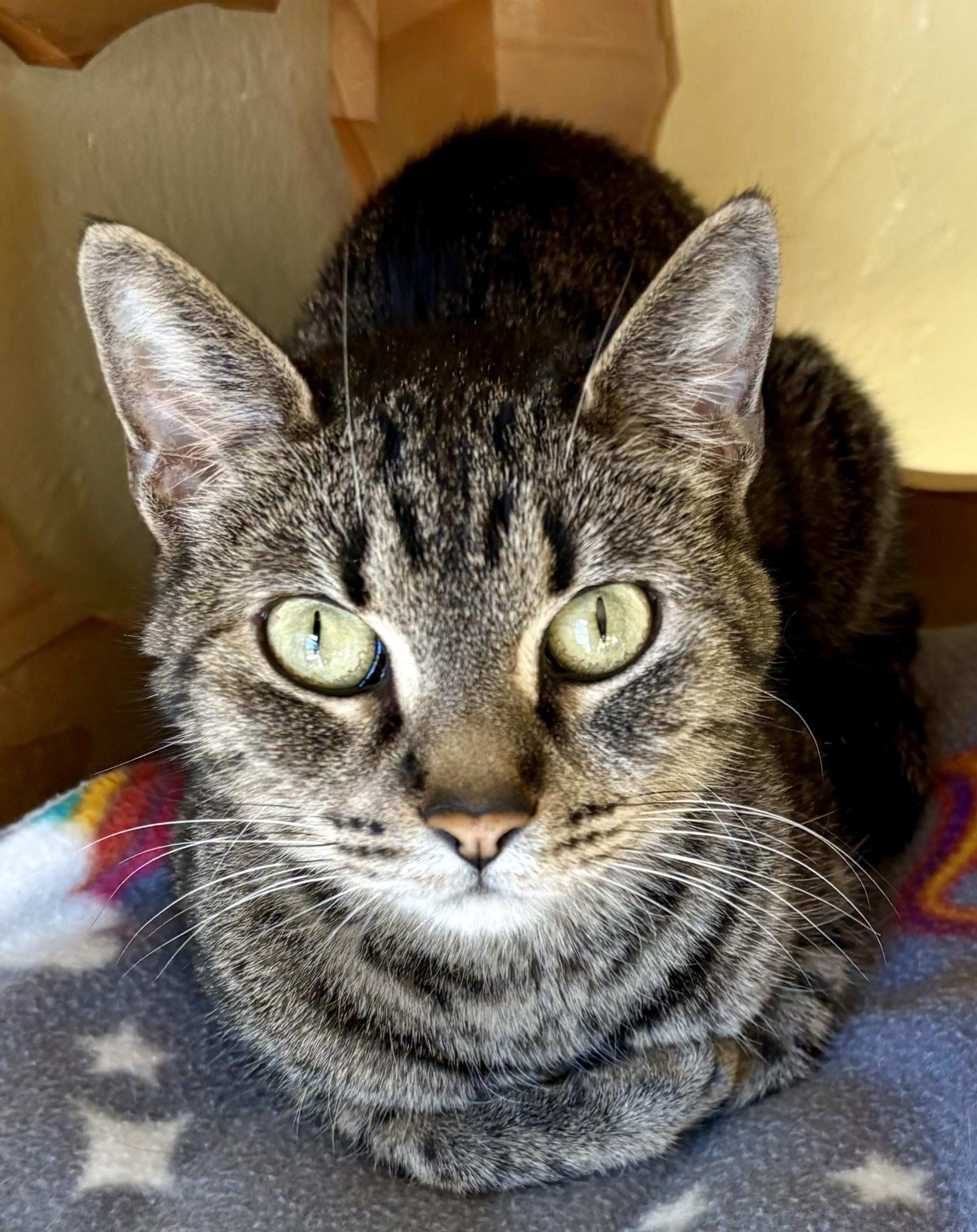 LACEY, Adoptable, Adult Female Tabby.