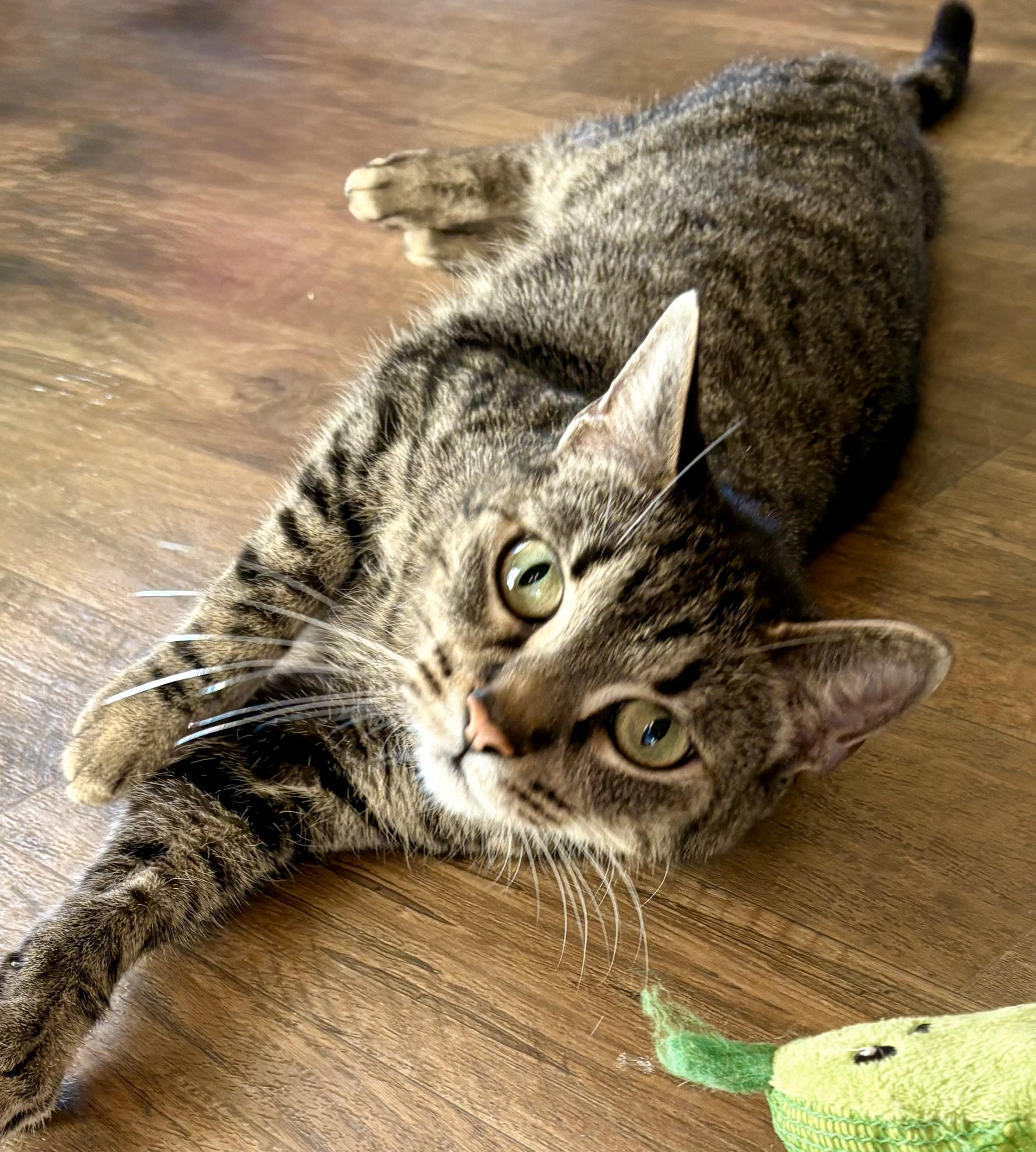 Enlarge LACEY, a Adoptable Tabby in Prescott, AZ image 2/6