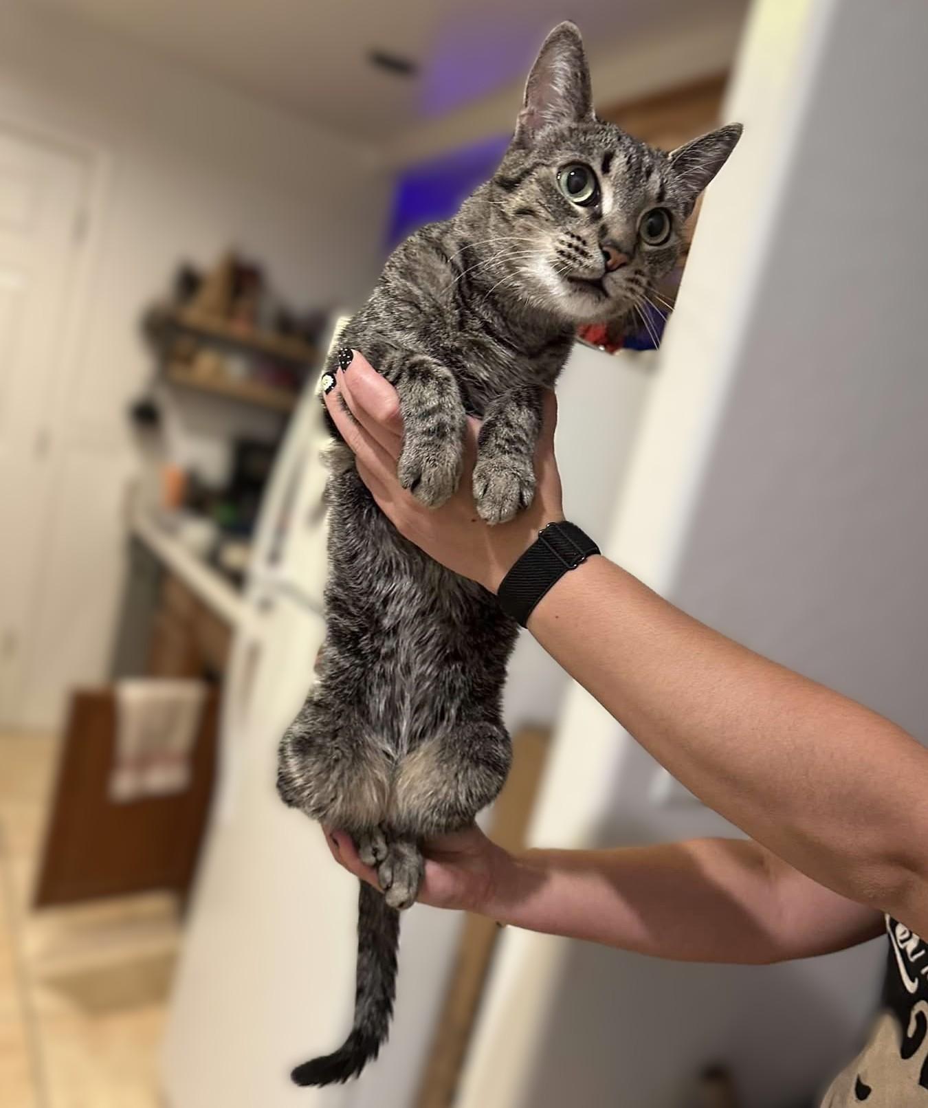 Enlarge LACEY, a Adoptable Tabby in Prescott, AZ image 3/4