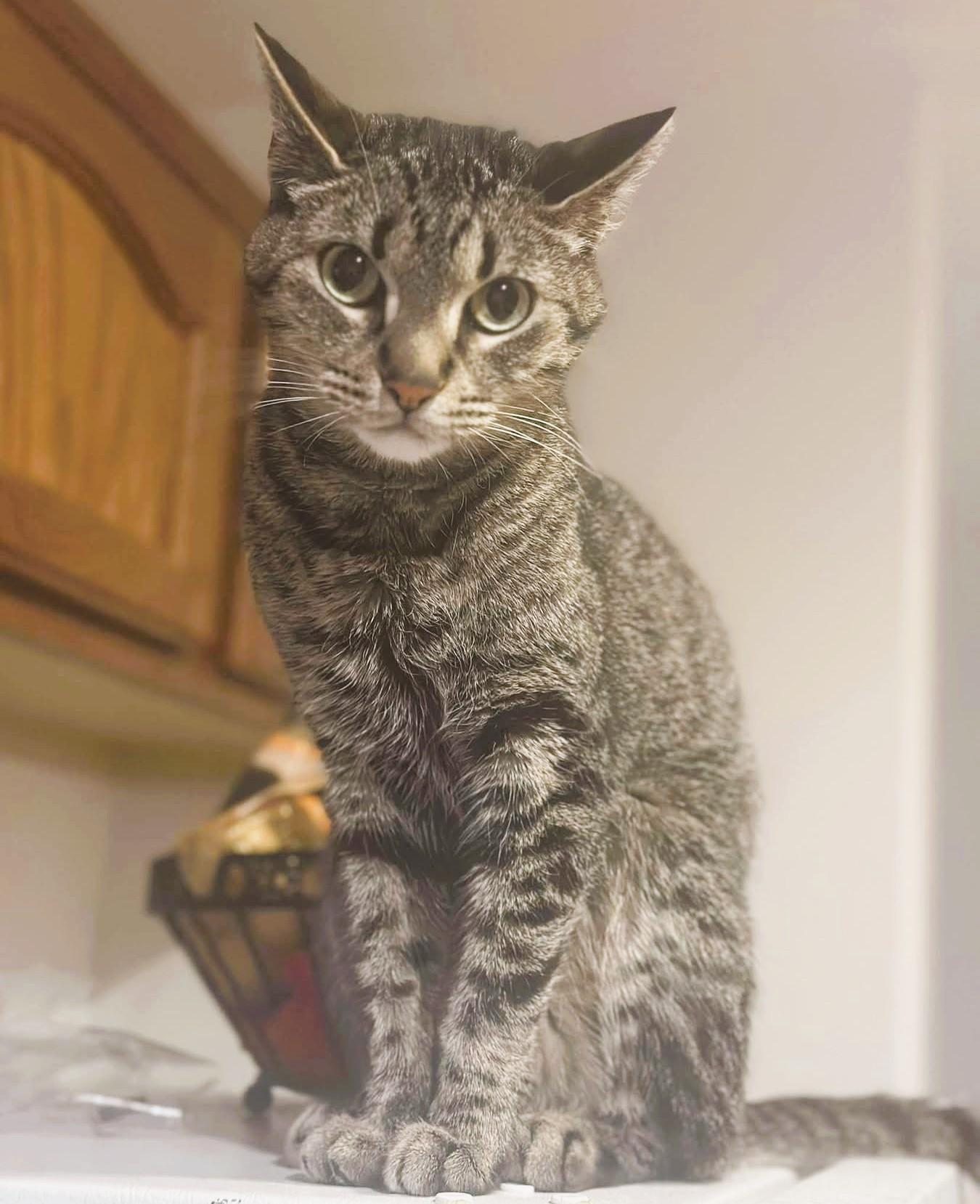 LACEY, Adoptable, Adult Female Tabby.