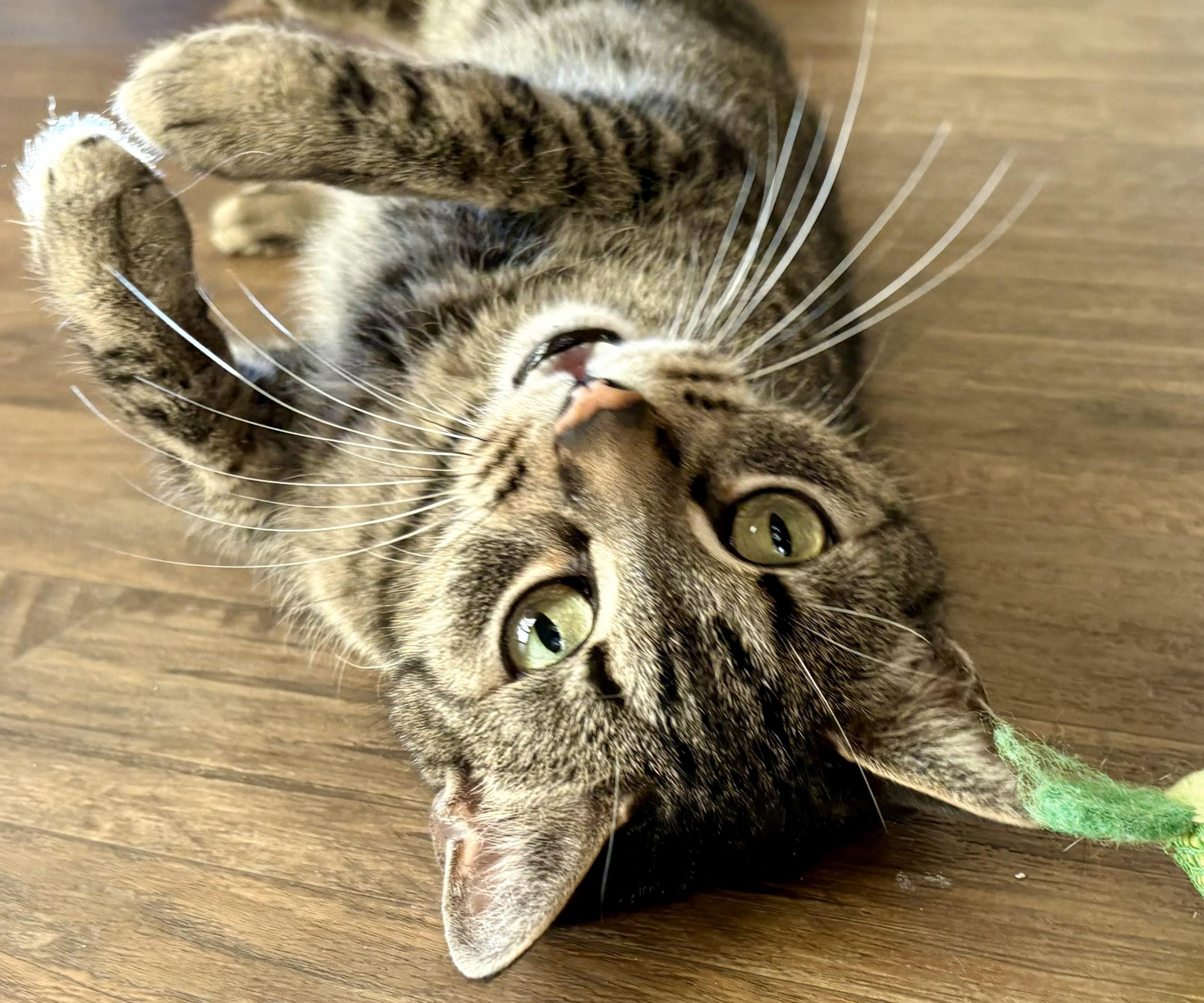 Enlarge LACEY, a Adoptable Tabby in Prescott, AZ image 3/6