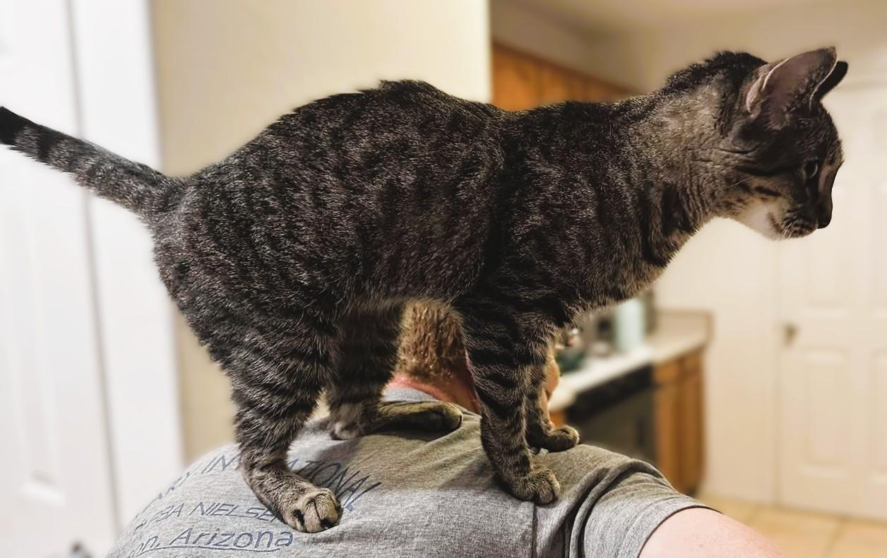 Enlarge LACEY, a Adoptable Tabby in Prescott, AZ image 4/4