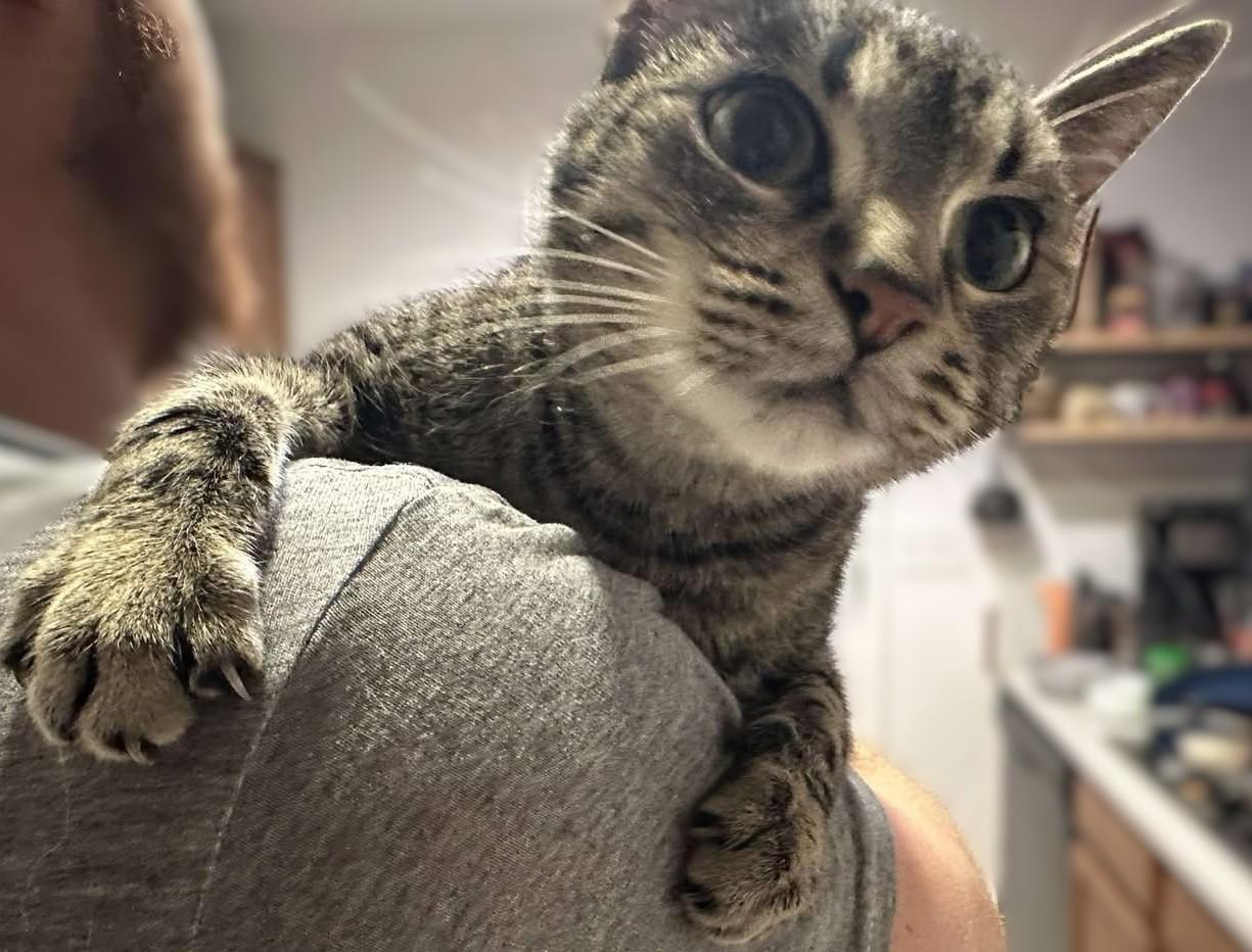 Enlarge LACEY, a Adoptable Tabby in Prescott, AZ image 4/6