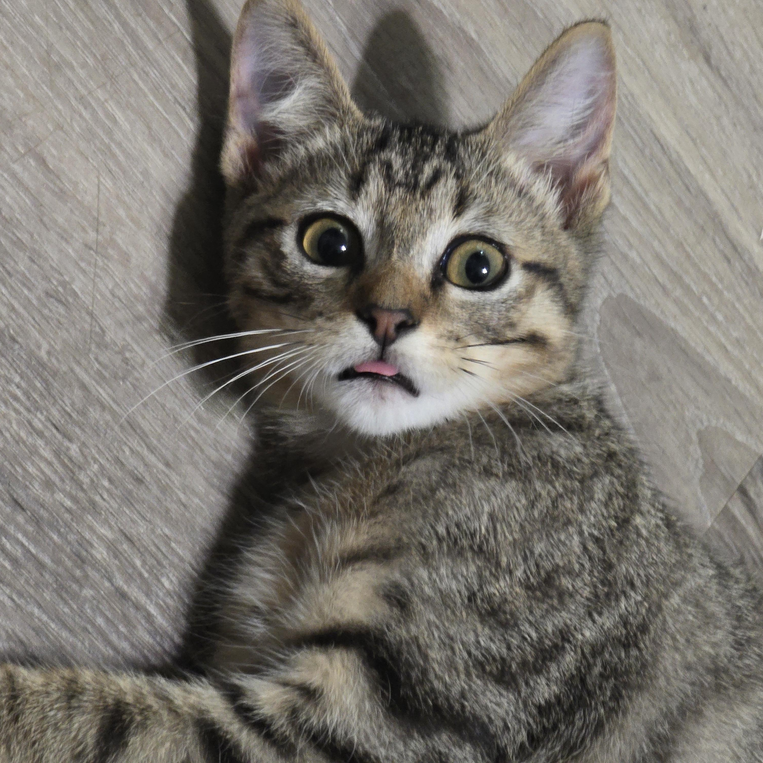 Enlarge Theodore, a Adoptable Domestic Short Hair in Salt Lake City, UT image 4/6