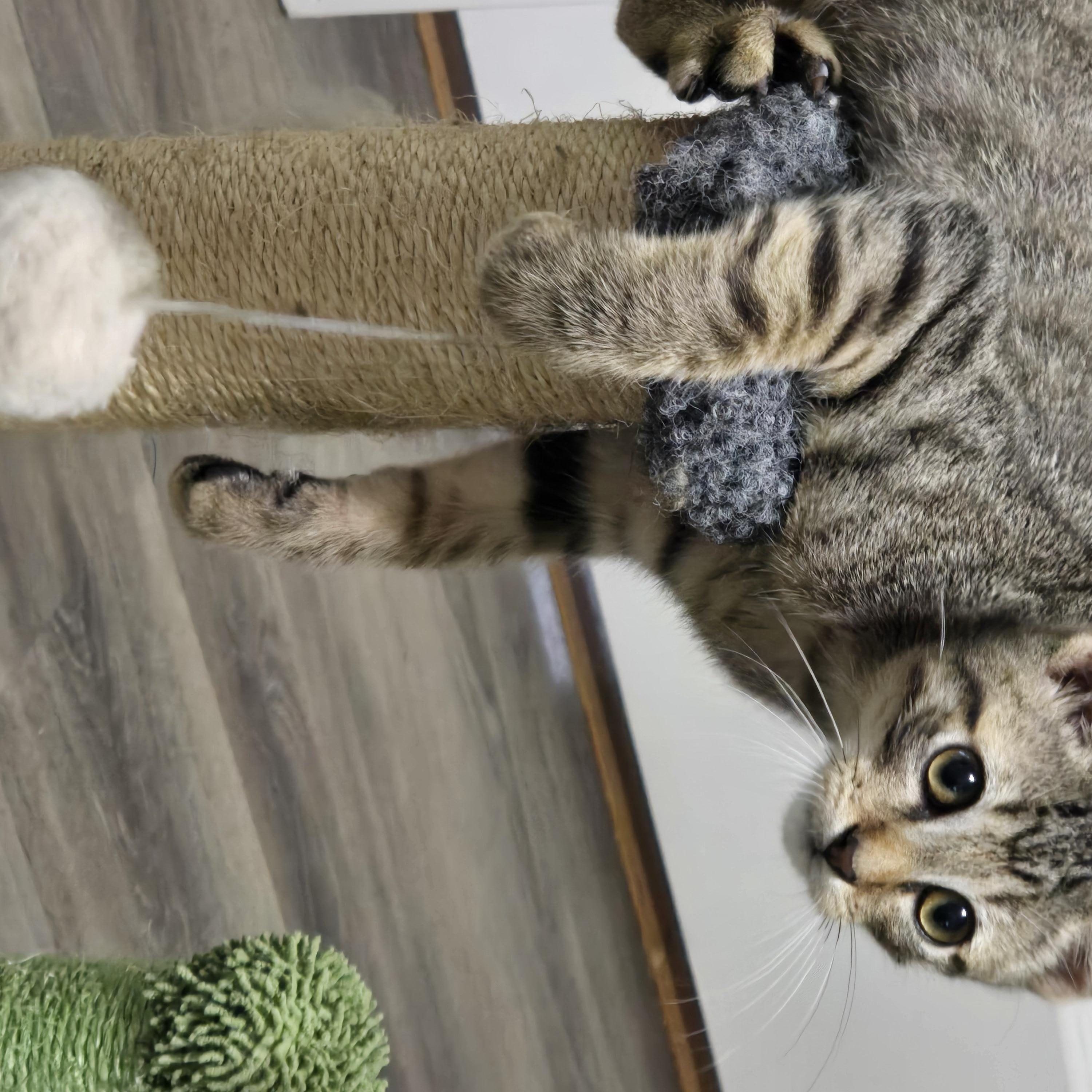 Enlarge Theodore, a Adoptable Domestic Short Hair in Salt Lake City, UT image 5/6
