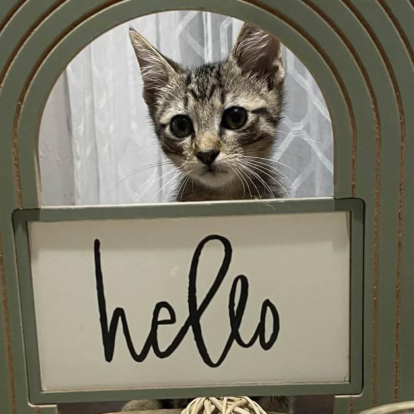 Enlarge Theodore, a Adoptable Domestic Short Hair in Salt Lake City, UT image 6/6