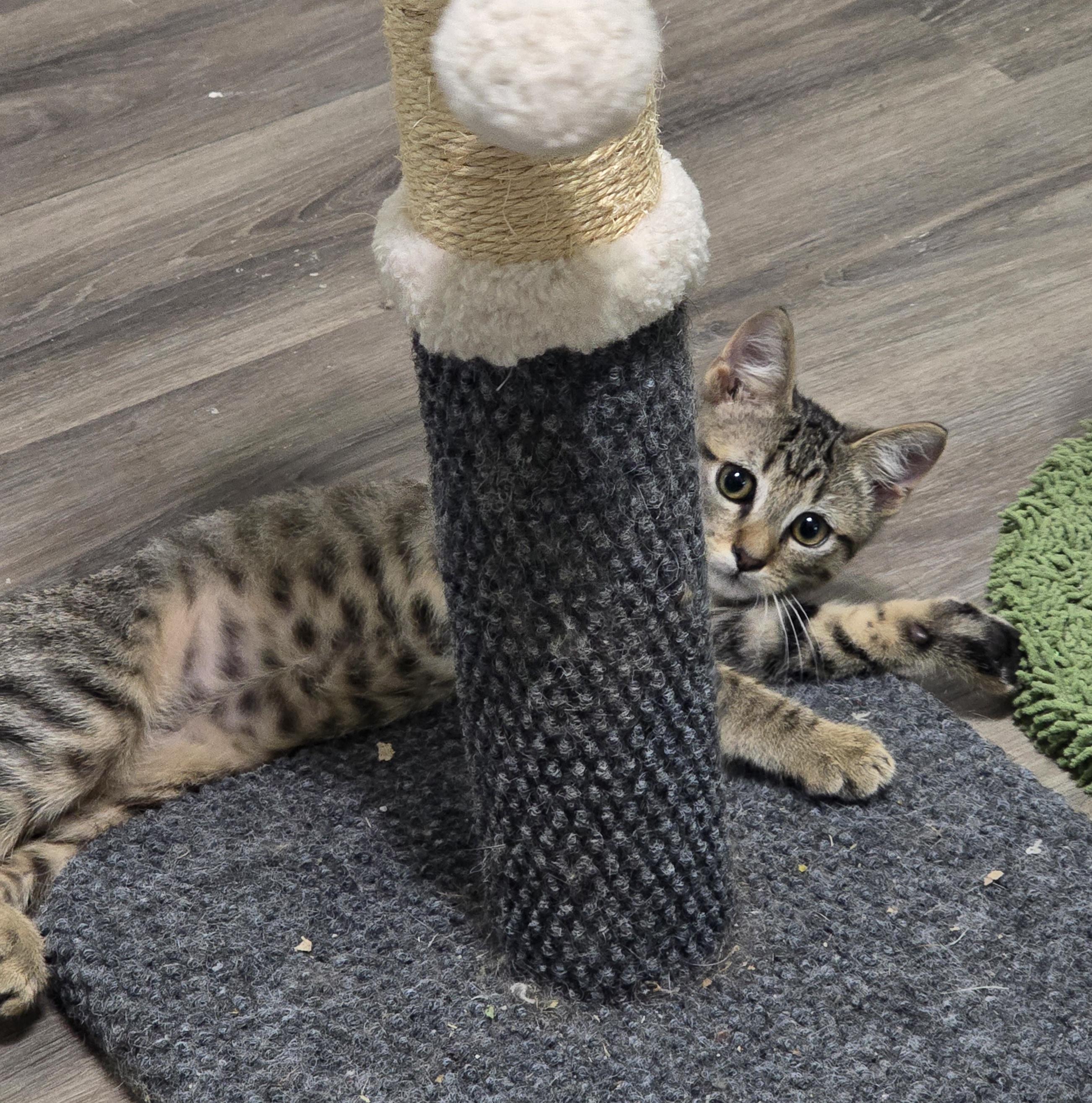 Enlarge Theodore, a Adoptable Domestic Short Hair in Salt Lake City, UT image 2/6