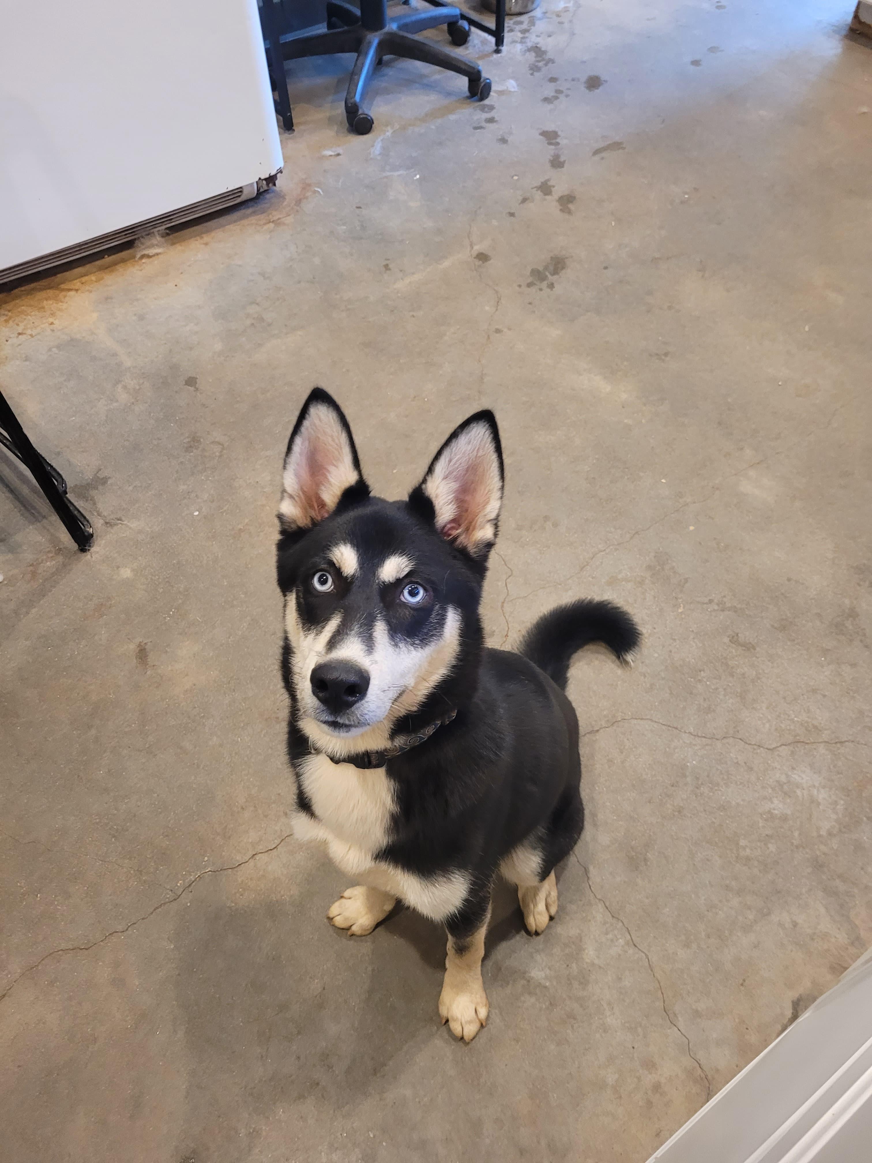 Sterling, a Adopted mixed breed in Marble Falls, TX image 3/3