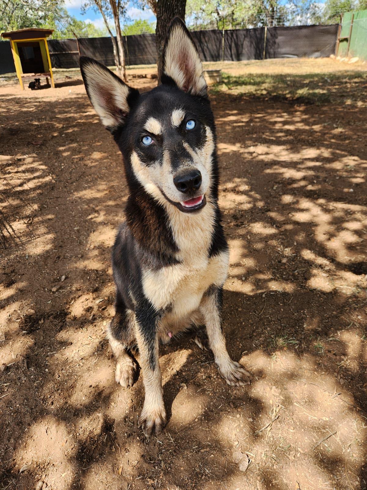 Sterling, a Adopted mixed breed in Marble Falls, TX image 1/3