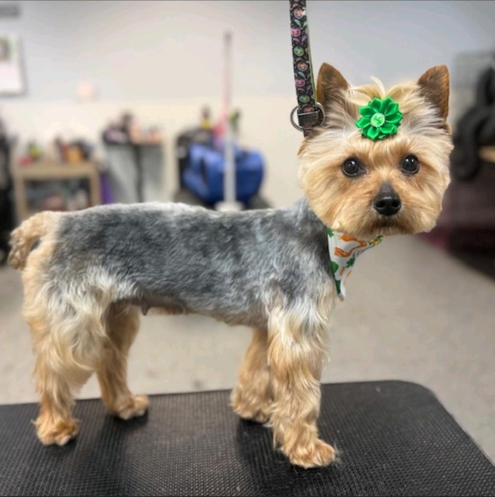 Enlarge Hazel(NO LONGER ACCEPTING APPLICATIONS), an adopted Yorkshire Terrier in Hamburg, NY image 4/5