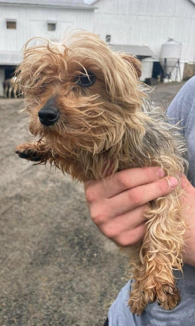 Enlarge Hazel(NO LONGER ACCEPTING APPLICATIONS), an adopted Yorkshire Terrier in Hamburg, NY image 3/5