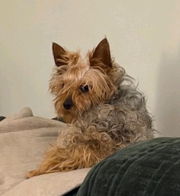 Enlarge Hazel(NO LONGER ACCEPTING APPLICATIONS), an adopted Yorkshire Terrier in Hamburg, NY image 2/5