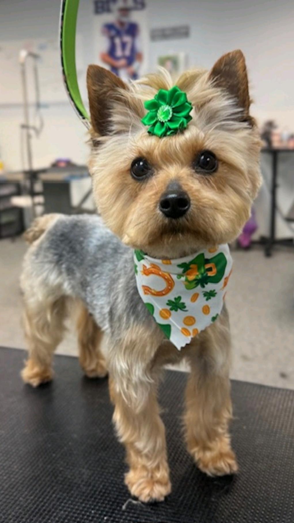 Enlarge Hazel(NO LONGER ACCEPTING APPLICATIONS), an adopted Yorkshire Terrier in Hamburg, NY image 1/5