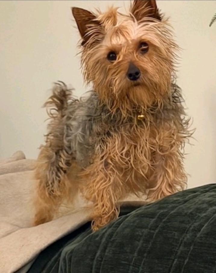 Enlarge Hazel(NO LONGER ACCEPTING APPLICATIONS), an adopted Yorkshire Terrier in Hamburg, NY image 5/5