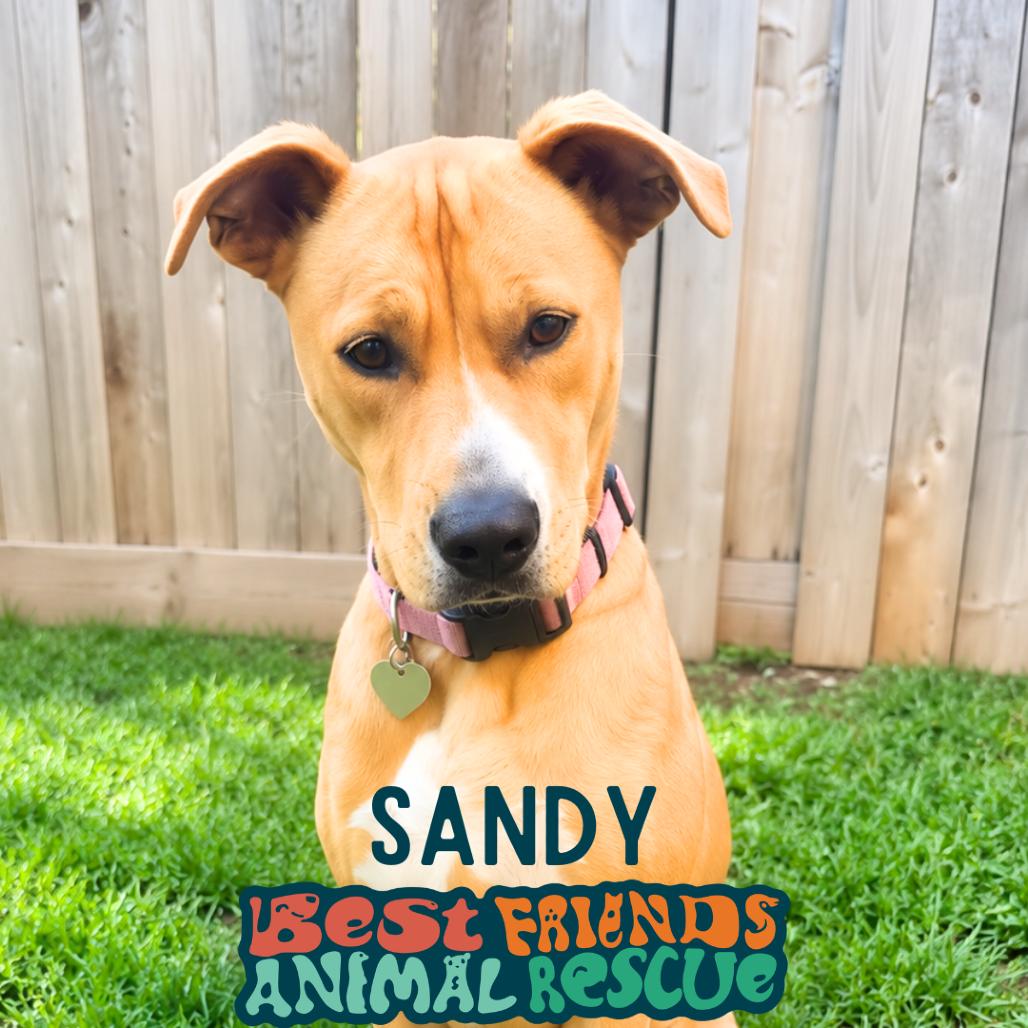 Sandy, Adoptable, Adult Female Pit Bull Terrier & Labrador Retriever.