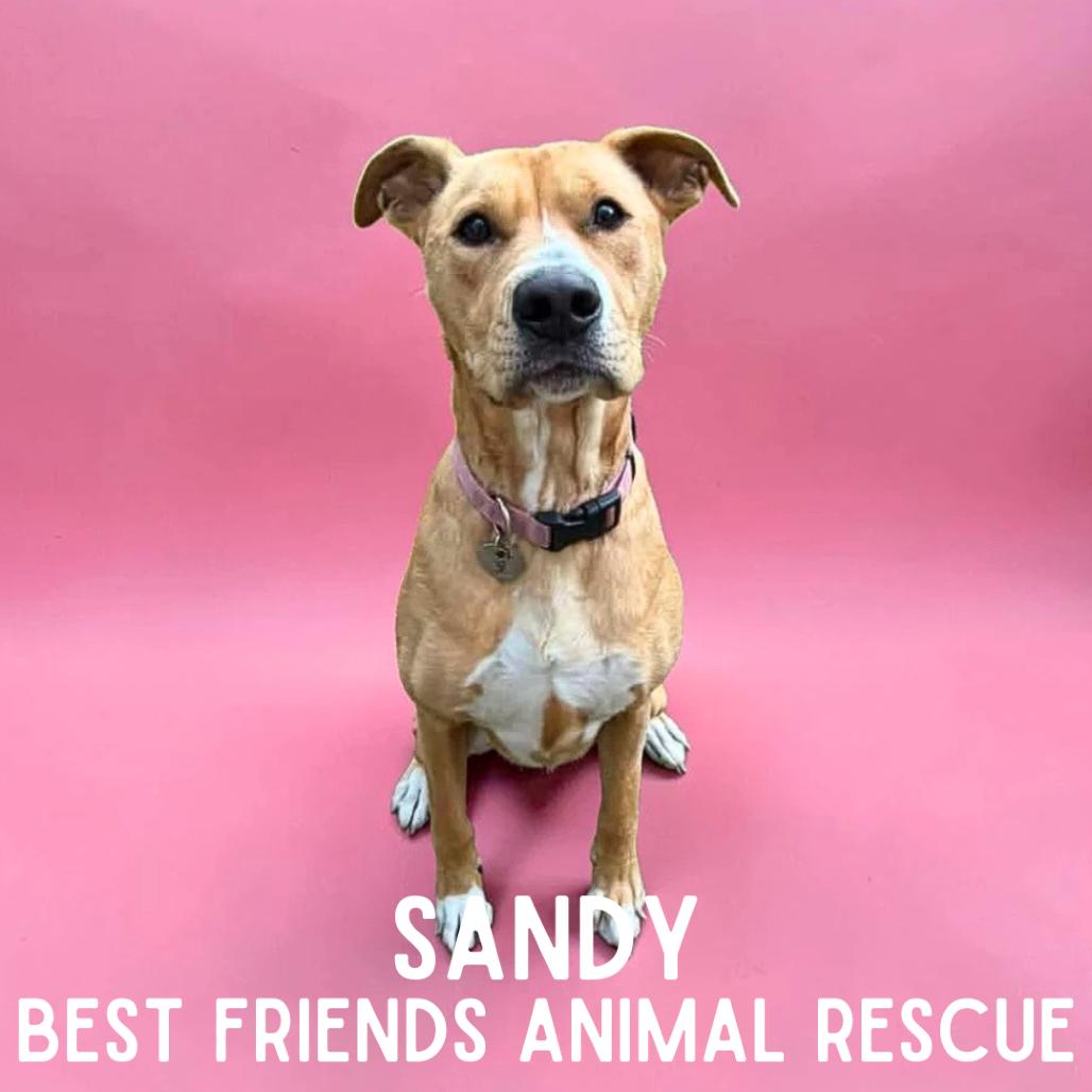 Enlarge Sandy, a Adoptable mixed breed in Wasilla, AK image 2/4