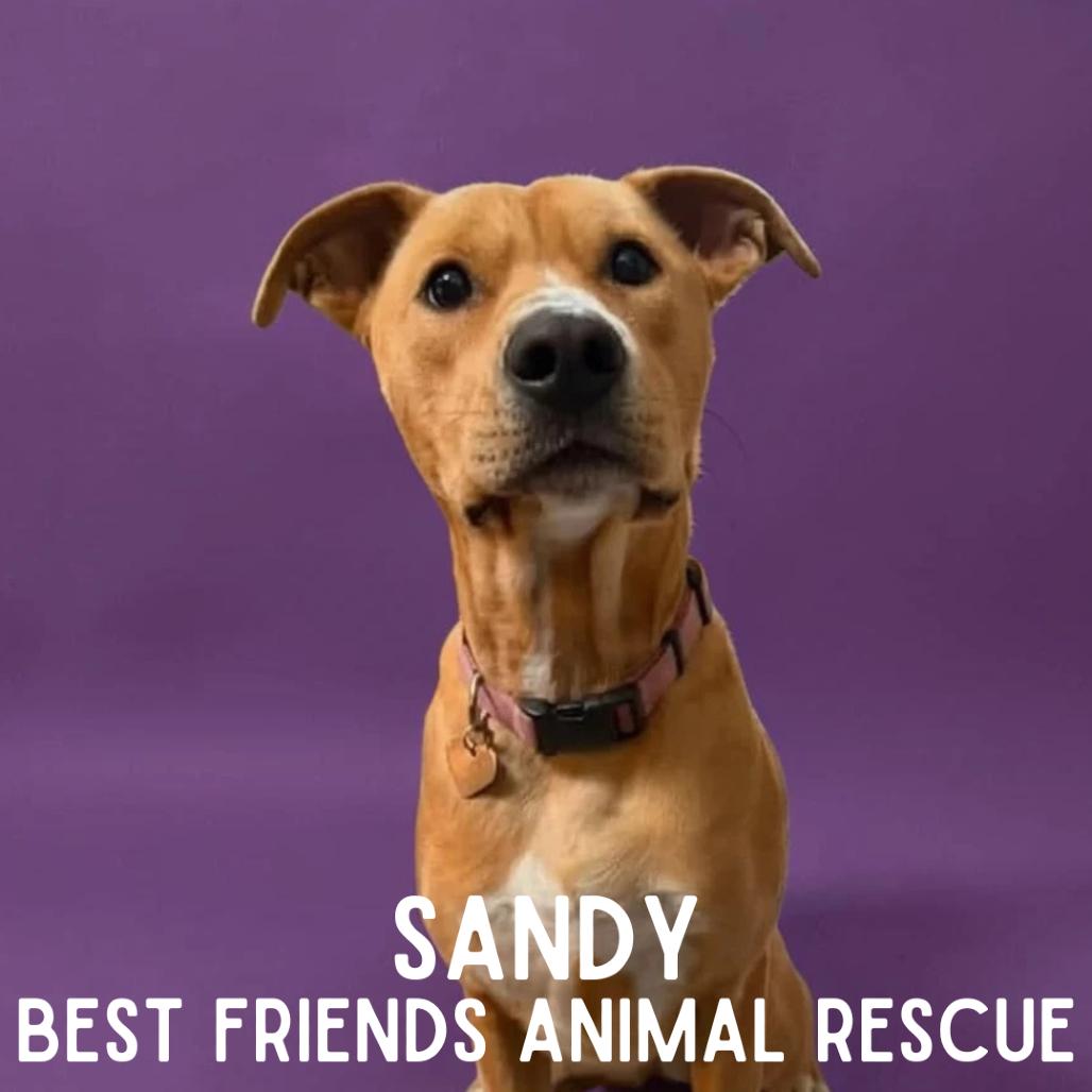 Enlarge Sandy, a Adoptable mixed breed in Wasilla, AK image 3/4