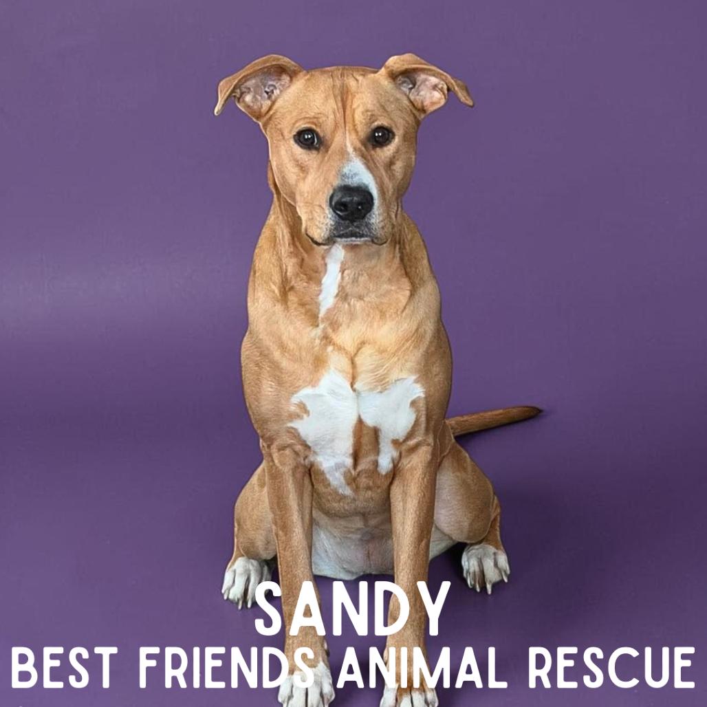 Sandy, Adoptable, Adult Female Pit Bull Terrier & Labrador Retriever.