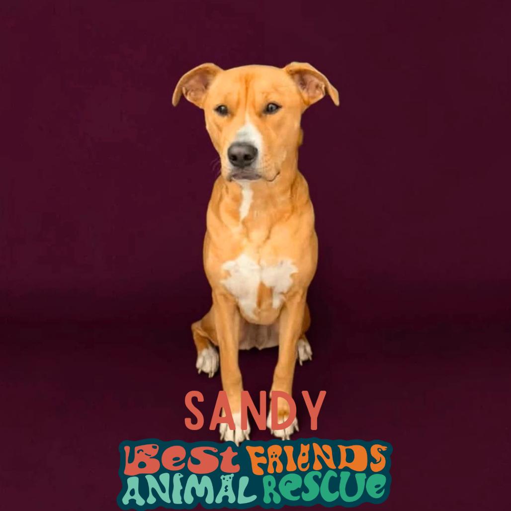 Enlarge Sandy, a Adoptable mixed breed in Wasilla, AK image 5/6