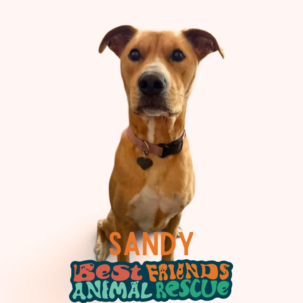 Enlarge Sandy, a Adoptable mixed breed in Wasilla, AK image 6/6