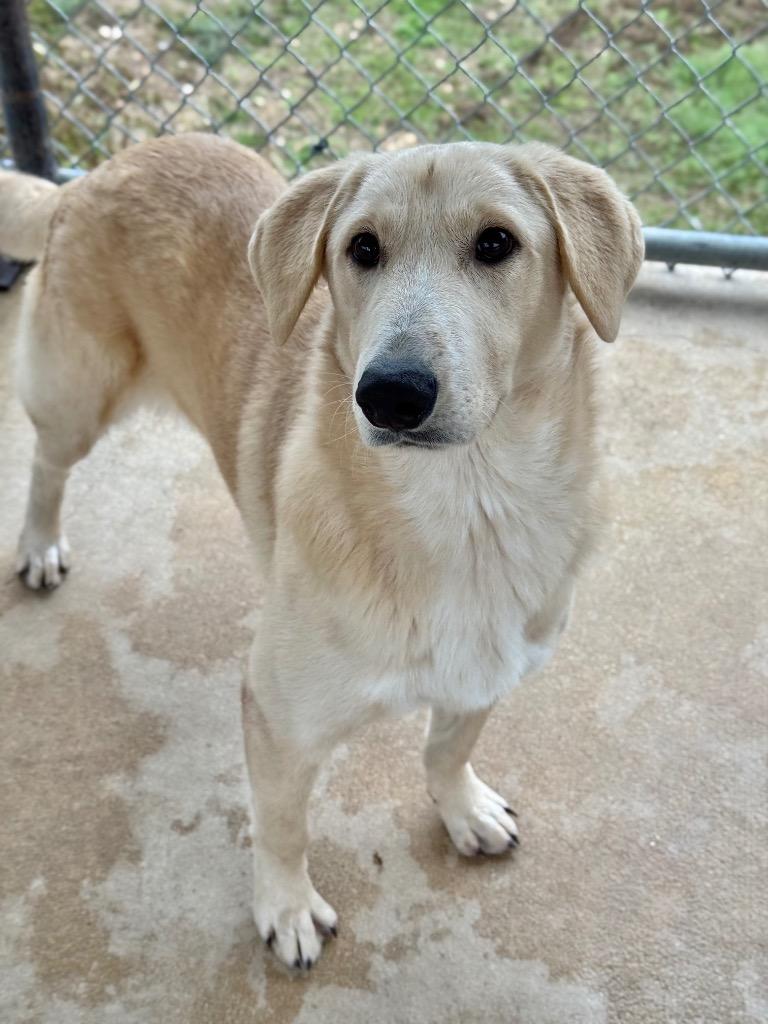 Marshall, Adoptable, Young Male Labrador Retriever & Golden Retriever.