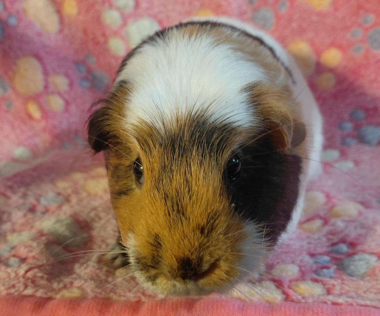 Enlarge Spring, a Adoptable Short-Haired in Cincinnati, OH image 1/6