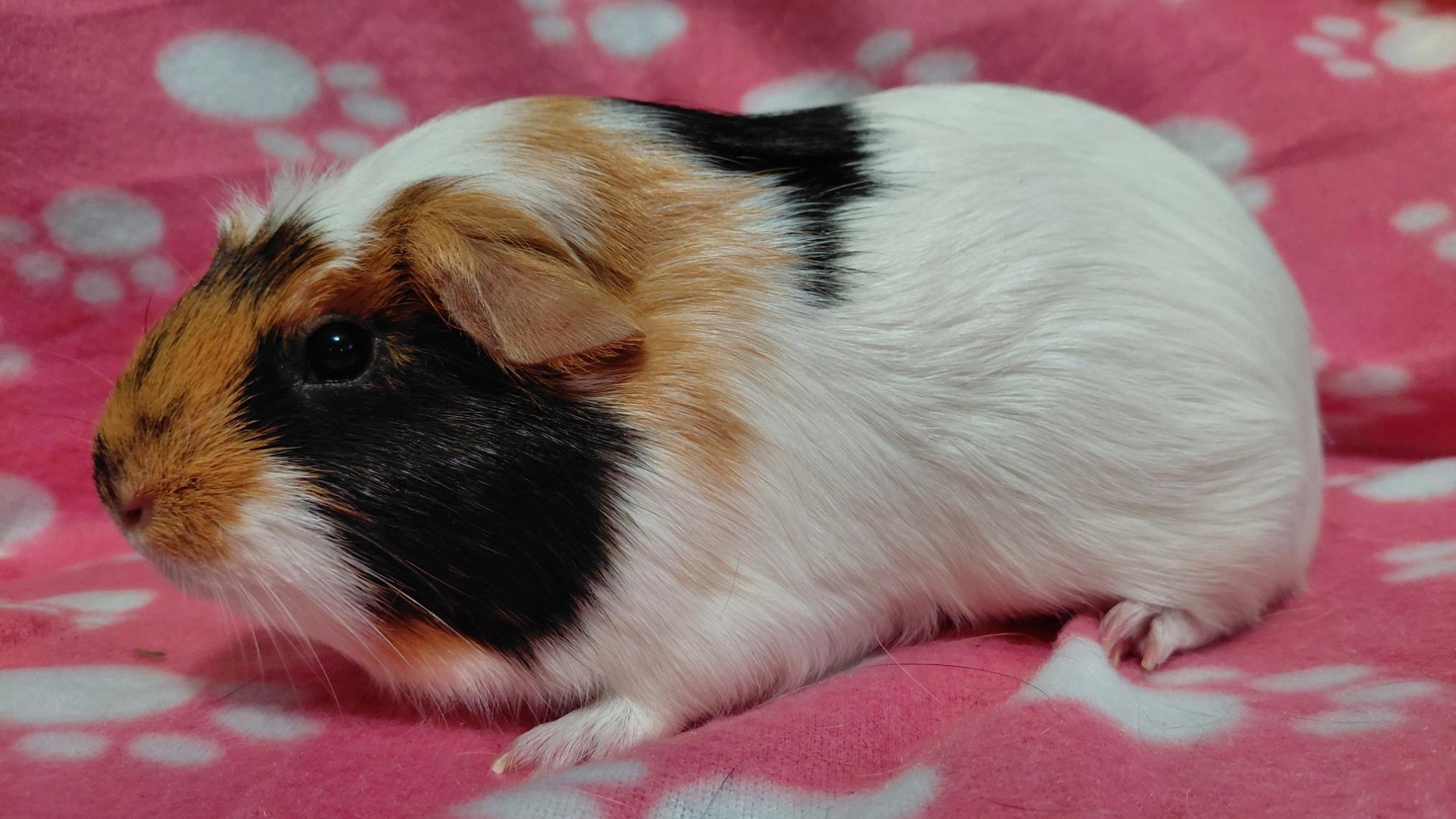 Enlarge Spring, a Adoptable Short-Haired in Cincinnati, OH image 2/6