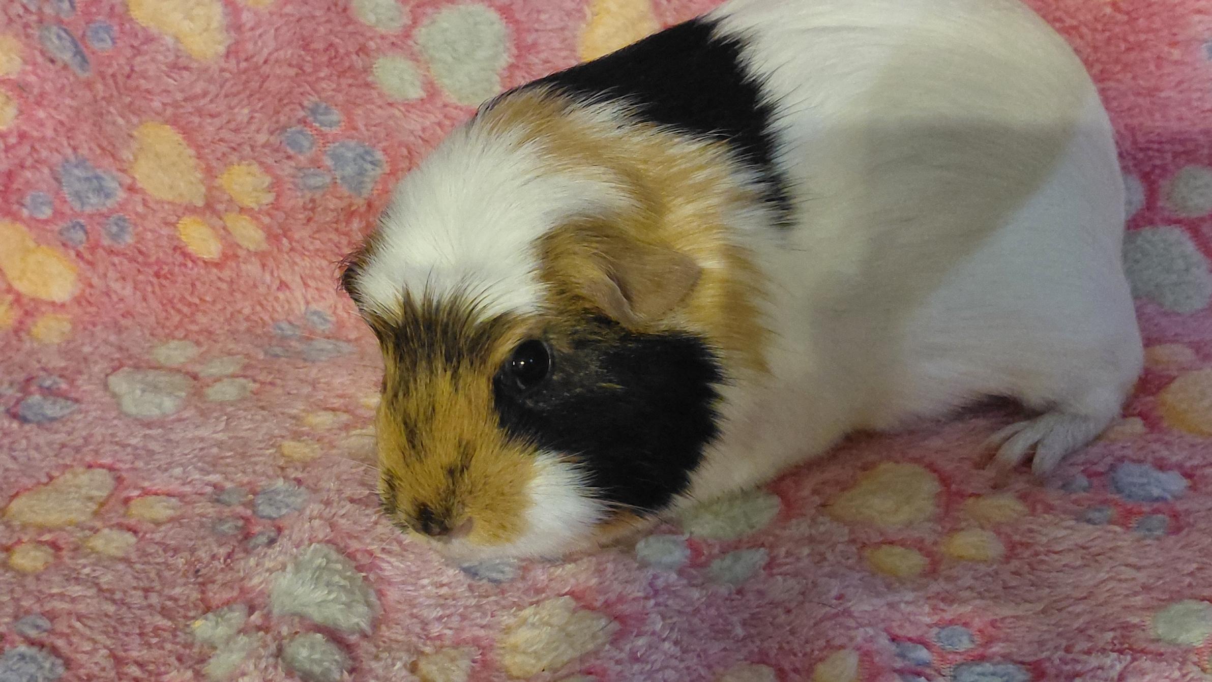 Enlarge Spring, a Adoptable Short-Haired in Cincinnati, OH image 5/6