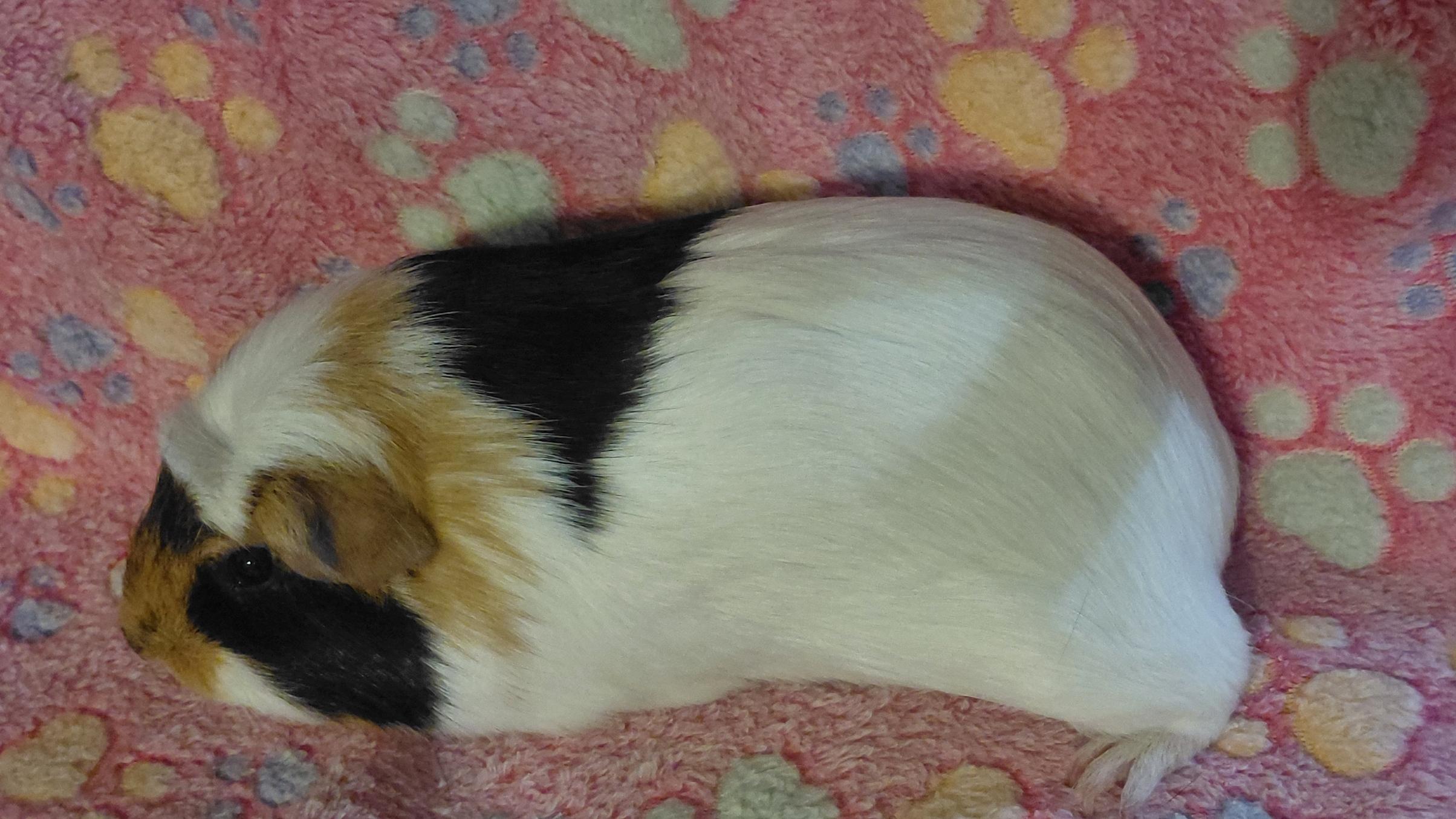 Enlarge Spring, a Adoptable Short-Haired in Cincinnati, OH image 3/6