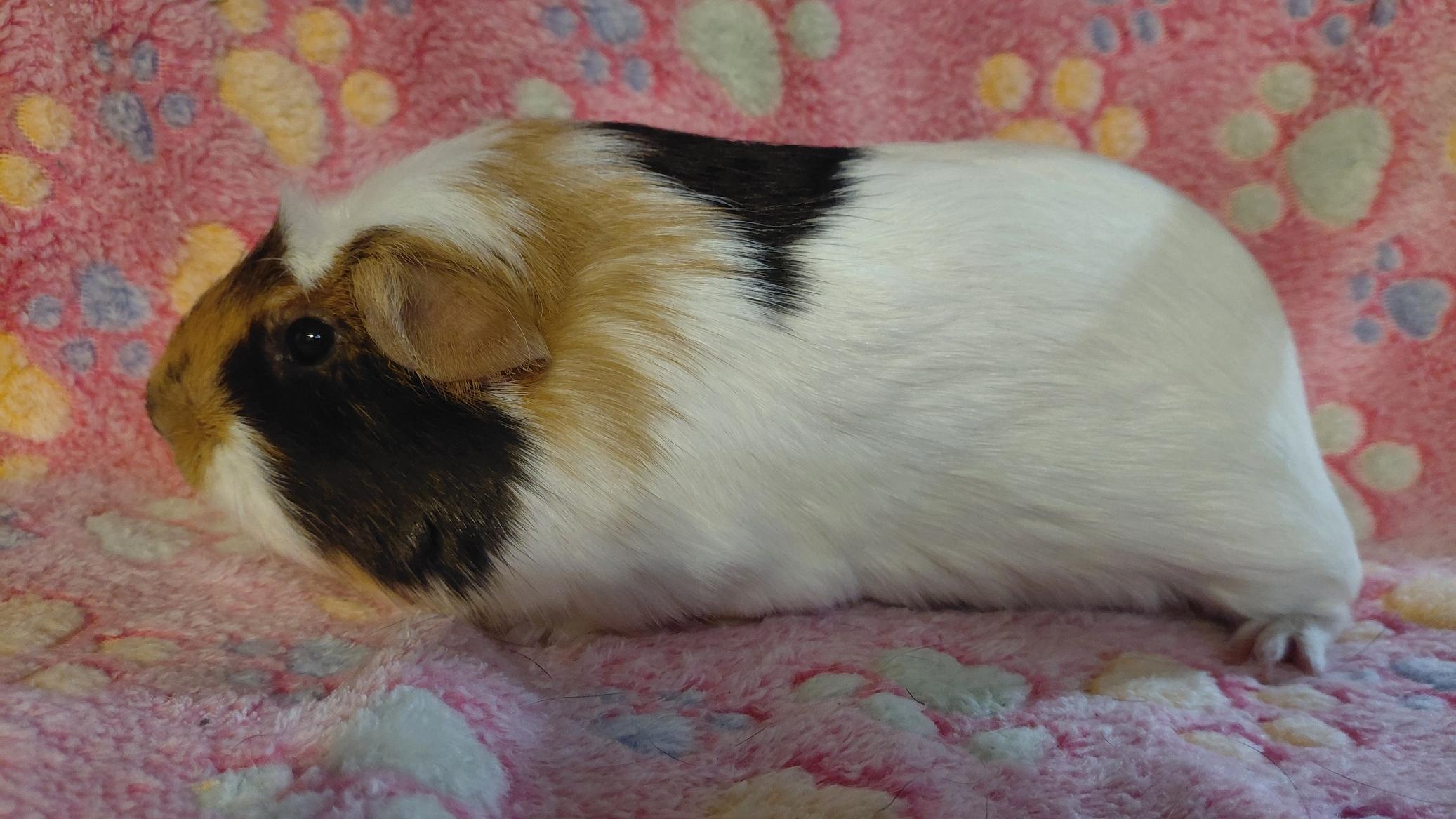 Enlarge Spring, a Adoptable Short-Haired in Cincinnati, OH image 6/6