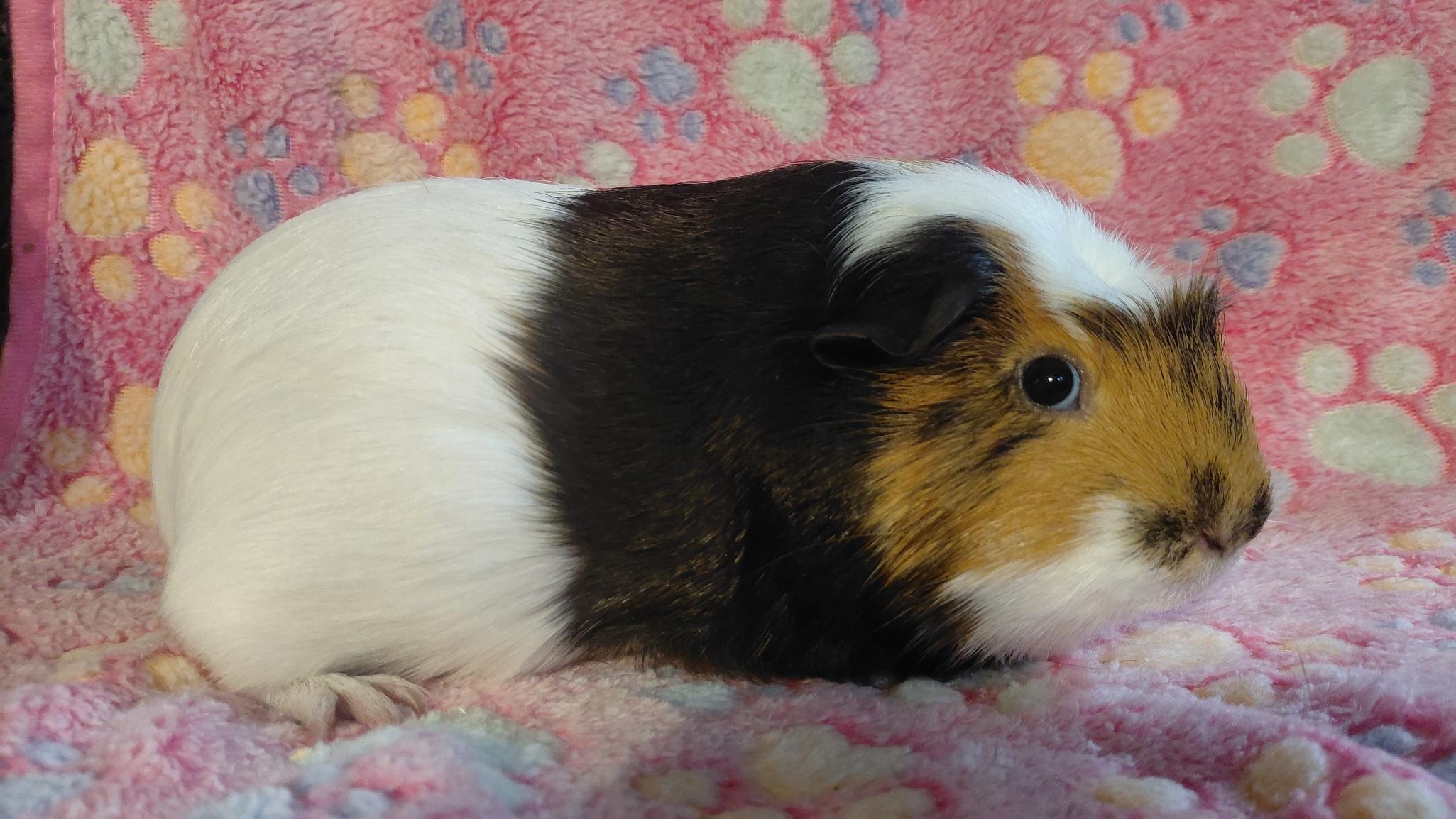Enlarge Spring, a Adoptable Short-Haired in Cincinnati, OH image 4/6